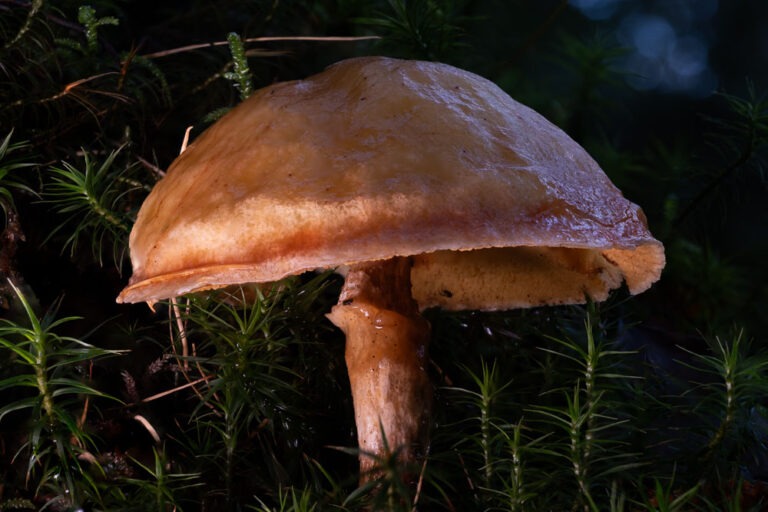Mushroom Photography