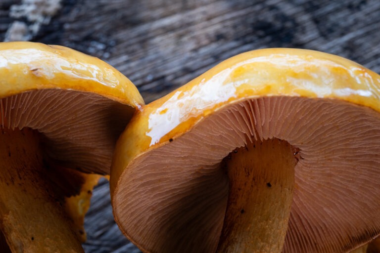 Golden Pholiota ( Pholiota aurivella)