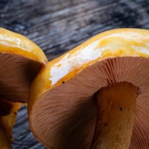 Golden Pholiota ( Pholiota aurivella)