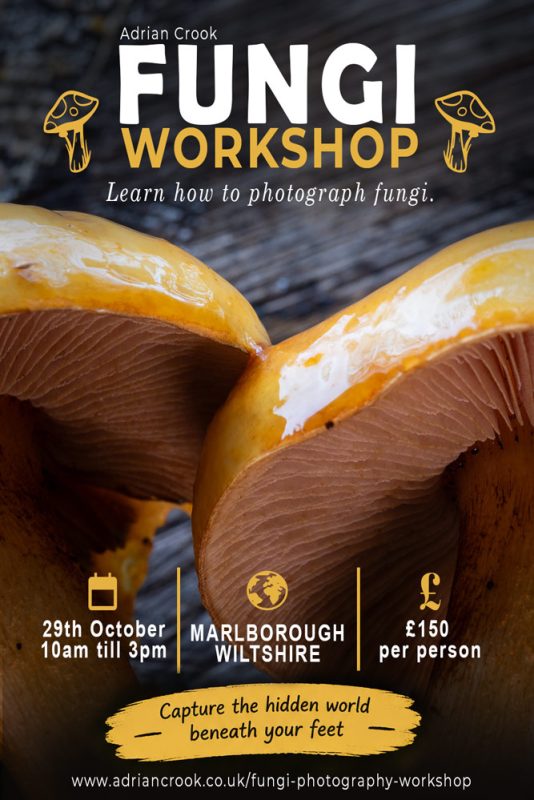 workshop-fungi